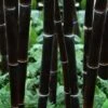 Black Bamboo - Phyllostachys Nigra - 3 Gallon Pot (Multi-Cane: 2 To 4' Tall)