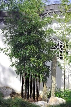 Black Bamboo - Phyllostachys Nigra - 3 Gallon Pot (Single Cane: 4-6'+) -FruitTree Store Bamboo Black 51