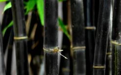 Black Bamboo - Phyllostachys Nigra - 3 Gallon Pot (Single Cane: 2-4') -FruitTree Store Bamboo Black 53 3