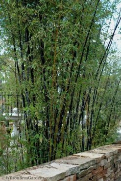 Black Bamboo - Phyllostachys Nigra - 3 Gallon Pot (Multi Cane: 4-6'+) -FruitTree Store Bamboo Black 55 1