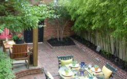 Black Bamboo - Phyllostachys Nigra - 3 Gallon Pot (Multi Cane: 4-6'+) -FruitTree Store Bamboo Black 58 1