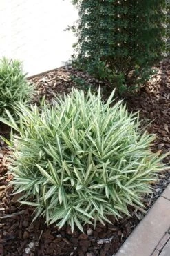 Dwarf White Stripe Bamboo - Pleioblastus Fortunei - 1 Gallon Pot -FruitTree Store Bamboo Dwarf White Stripe 1