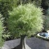 Dwarf White Stripe Bamboo - Pleioblastus Fortunei - 1 Gallon Pot -FruitTree Store Bamboo Dwarf White Stripe 4