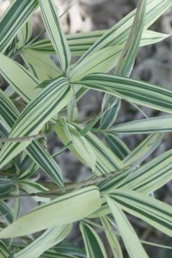 Dwarf White Stripe Bamboo - Pleioblastus Fortunei - 1 Gallon Pot -FruitTree Store Bamboo Dwarf White Stripe 7