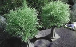 Dwarf White Stripe Bamboo - Pleioblastus Fortunei - 1 Gallon Pot -FruitTree Store Bamboo Dwarf White Stripe 8