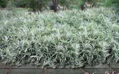 Dwarf White Stripe Bamboo - Pleioblastus Fortunei - 1 Gallon Pot -FruitTree Store Bamboo Dwarf White Stripe 9