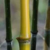 Elegant Bamboo - Phyllostachys Elegans - 3 Gallon Pot -FruitTree Store Bamboo Elegant 4