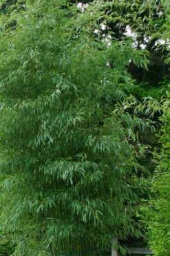 Elegant Bamboo - Phyllostachys Elegans - 3 Gallon Pot -FruitTree Store Bamboo Elegant 5