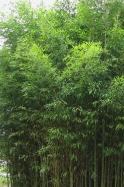 Flavescens Inversa Bamboo (Phyllostachys Aurea) - 3 Gallon Pot (4-6') -FruitTree Store Bamboo Flavescens Inversa 1