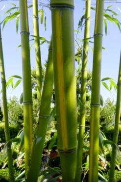 Flavescens Inversa Bamboo (Phyllostachys Aurea) - 3 Gallon Pot (2-4') -FruitTree Store Bamboo Flavescens Inversa 11