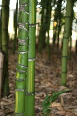 Flavescens Inversa Bamboo (Phyllostachys Aurea) - 3 Gallon Pot (2-4') -FruitTree Store Bamboo Flavescens Inversa 13