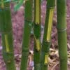 Flavescens Inversa Bamboo (Phyllostachys Aurea) - 3 Gallon Pot (4-6') -FruitTree Store Bamboo Flavescens Inversa 14 1
