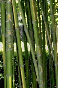 Flavescens Inversa Bamboo (Phyllostachys Aurea) - 3 Gallon Pot (4-6') -FruitTree Store Bamboo Flavescens Inversa Rev 500x750 2
