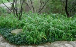 Giant Leaf Bamboo - Indocalamus Tessellatus - 3 Gallon Pot -FruitTree Store Bamboo Giant Leaf 53