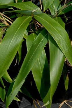 Giant Leaf Bamboo - Indocalamus Tessellatus - 3 Gallon Pot -FruitTree Store Bamboo Giant Leaf 55