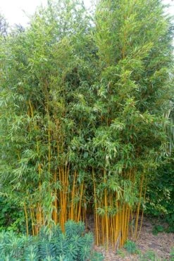 Gold Vivax Giant Timber Bamboo (Green Stripe Bamboo) - Phyllostachys Vivax 'Aureocaulis' - 3 Gallon Pot (2-4') -FruitTree Store Bamboo Gold Vivax 2