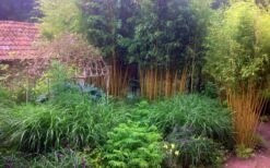 Gold Vivax Giant Timber Bamboo (Green Stripe Bamboo) - Phyllostachys Vivax 'Aureocaulis' - 3 Gallon Pot (2-4') -FruitTree Store Bamboo Gold Vivax 6