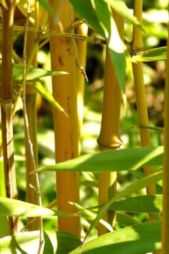 Golden Fishpole Bamboo - Phyllostachys Aurea - 3 Gallon Pot (4-6') -FruitTree Store Bamboo Golden 13