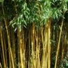 Golden Fishpole Bamboo - Phyllostachys Aurea - 3 Gallon Pot (4-6') -FruitTree Store Bamboo Golden 14