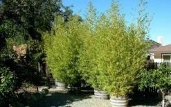 Golden Fishpole Bamboo - Phyllostachys Aurea - 3 Gallon Pot (4-6') -FruitTree Store Bamboo Golden 15