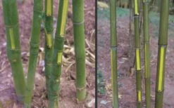 Flavescens Inversa Bamboo (Phyllostachys Aurea) - 3 Gallon Pot (2-4') -FruitTree Store Bamboo Golden Fish Pole 2