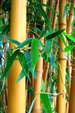 True Gold Golden Fish Pole Bamboo (Phyllostachys Aurea 'Holochrysa') - 3 Gallon Pot -FruitTree Store Bamboo Golden Golden 23 500x750 1