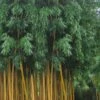 Gold Vivax Giant Timber Bamboo (Green Stripe Bamboo) - Phyllostachys Vivax 'Aureocaulis' - 3 Gallon Pot (2-4') -FruitTree Store Bamboo Golden Vivax Timber Bamboo Rev 500x750 1