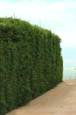 Graceful Bamboo (Slender Weavers) - Bambusa Textilis 'Gracilis' - 2 Gallon Pot 15 Graceful Bamboo (Slender Weavers) - Bambusa Textilis 'Gracilis' - 2 Gallon Pot -FruitTree Store Bamboo Graceful 1