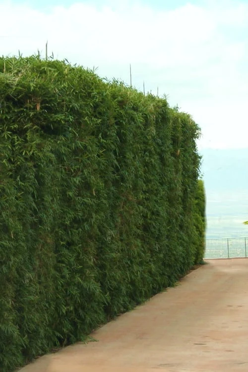 Graceful Bamboo (Slender Weavers) - Bambusa Textilis 'Gracilis' - 2 Gallon Pot 9 Graceful Bamboo (Slender Weavers) - Bambusa Textilis 'Gracilis' - 2 Gallon Pot - Image 7