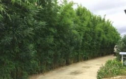 Graceful Bamboo (Slender Weavers) - Bambusa Textilis 'Gracilis' - 2 Gallon Pot 12 Graceful Bamboo (Slender Weavers) - Bambusa Textilis 'Gracilis' - 2 Gallon Pot -FruitTree Store Bamboo Graceful 6