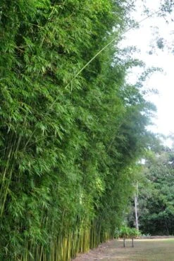 Graceful Bamboo (Slender Weavers) - Bambusa Textilis 'Gracilis' - 2 Gallon Pot 13 Graceful Bamboo (Slender Weavers) - Bambusa Textilis 'Gracilis' - 2 Gallon Pot -FruitTree Store Bamboo Graceful 9