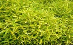 Dwarf Green Stripe Bamboo - Pleioblastus Viridistriatus - 2 Gallon Pot -FruitTree Store Bamboo Green Stripe 11