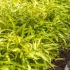 Dwarf Green Stripe Bamboo (Pleioblastus Viridistriatus) - 1 Gallon Pot -FruitTree Store Bamboo Green Stripe 8 1