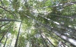 Henon Giant Gray Bamboo - Phyllostachys Nigra 'Henon' - 2 Gallon Pot -FruitTree Store Bamboo Henon 10