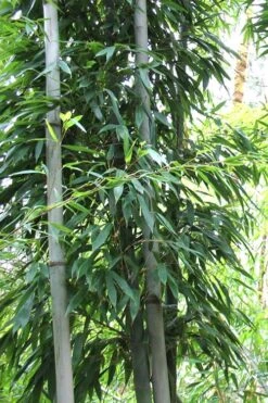 Henon Giant Gray Bamboo - Phyllostachys Nigra 'Henon' - 3 Gallon Pot (3-4') -FruitTree Store Bamboo Henon 11 2