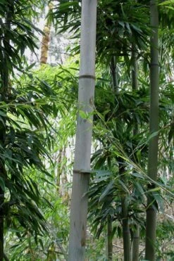 Henon Giant Gray Bamboo - Phyllostachys Nigra 'Henon' - 2 Gallon Pot -FruitTree Store Bamboo Henon 12
