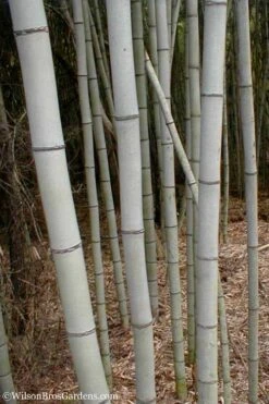 Henon Giant Gray Bamboo - Phyllostachys Nigra 'Henon' - 3 Gallon Pot (4-6') -FruitTree Store Bamboo Henon 15 1