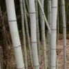 Henon Giant Gray Bamboo - Phyllostachys Nigra 'Henon' - 2 Gallon Pot 1 Henon Giant Gray Bamboo - Phyllostachys Nigra 'Henon' - 2 Gallon Pot -FruitTree Store Bamboo Henon 15