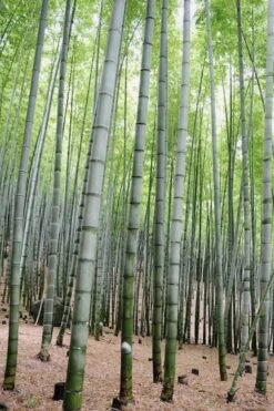 Henon Giant Gray Bamboo - Phyllostachys Nigra 'Henon' - 3 Gallon Pot (4-6') -FruitTree Store Bamboo Henon 16 1
