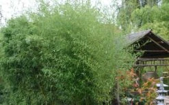 Humilis Hedge Bamboo - Phyllostachys Humilis - 2 Gallon Pot -FruitTree Store Bamboo Humilis 1