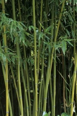Humilis Hedge Bamboo - Phyllostachys Humilis - 2 Gallon Pot -FruitTree Store Bamboo Humilis 11