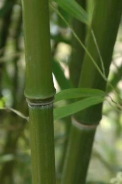 Humilis Hedge Bamboo - Phyllostachys Humilis - 2 Gallon Pot -FruitTree Store Bamboo Humilis 5