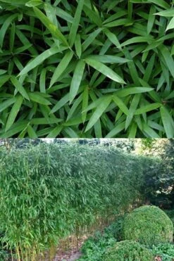 Humilis Hedge Bamboo - Phyllostachys Humilis - 3 Gallon Pot -FruitTree Store Bamboo Humilis 500x750 2
