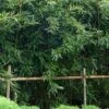 Humilis Hedge Bamboo - Phyllostachys Humilis - 2 Gallon Pot -FruitTree Store Bamboo Humilis 8