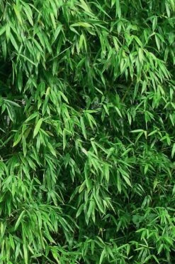 Humilis Hedge Bamboo - Phyllostachys Humilis - 3 Gallon Pot -FruitTree Store Bamboo Humilis 9 1
