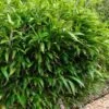 Latifolius Broadleaf Bamboo - Indocalamus Latifolius - 3 Gallon Pot