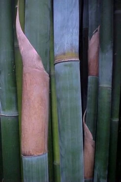 Giant Weavers Royal Bamboo (Wong Chuk) - Bambusa Textilis 'Kanapaha' - 3 Gallon Pot -FruitTree Store Bamboo Kanapaha 13