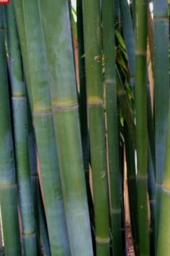 Giant Weavers Royal Bamboo (Wong Chuk) - Bambusa Textilis 'Kanapaha' - 3 Gallon Pot -FruitTree Store Bamboo Kanapaha 16