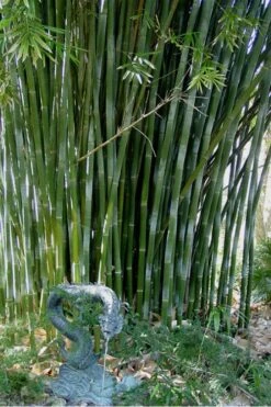 Giant Weavers Royal Bamboo (Wong Chuk) - Bambusa Textilis 'Kanapaha' - 3 Gallon Pot -FruitTree Store Bamboo Kanapaha 18