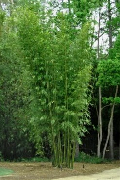 Giant Weavers Royal Bamboo (Wong Chuk) - Bambusa Textilis 'Kanapaha' - 3 Gallon Pot -FruitTree Store Bamboo Kanapaha 6